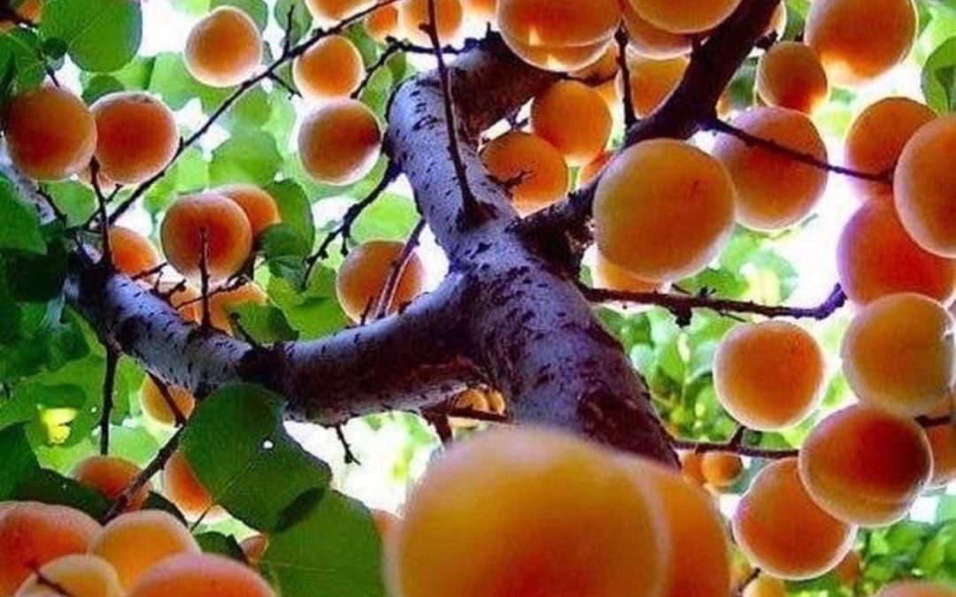 A Rapture of Apricots